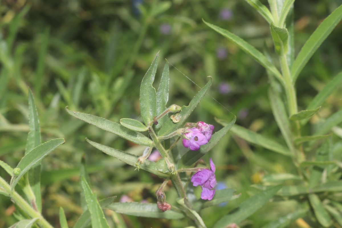 Angelonia salicariifolia Bonpl.